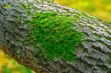 Islak ağaç kabuğunda yetişen yeşil yosun. Doku ve zengin renk, sonbaharda ormanda yetişen yosunların güzelliğini gözler önüne seriyor. Sakin yosun ekran koruyucu.