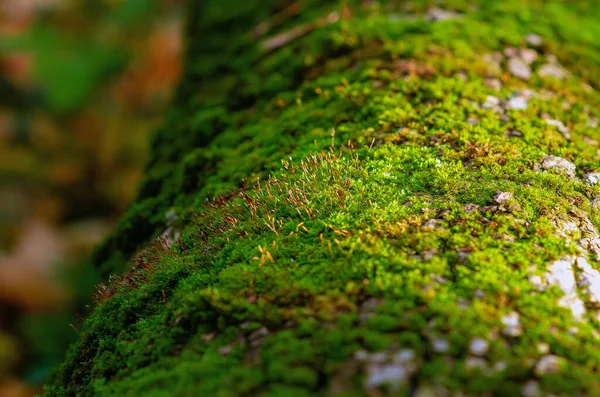 Islak ağaç kabuğunda yetişen yeşil yosun. Doku ve zengin renk, sonbaharda ormanda yetişen yosunların güzelliğini gözler önüne seriyor. Sakin yosun ekran koruyucu. Makro fotoğraf.