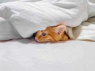 Üzgün kızıl kedi. Üzgün kızıl kedi beyaz yatakta dinleniyor. Hüzünlü bakışları olan duygusal bir yüz. Hayvan bakımı, sorunlar.