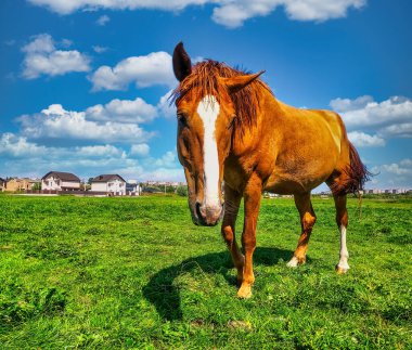 Alnında beyaz noktalı kahverengi at açık yeşil çayırda duruyor açık mavi gökyüzünün altında yumuşak beyaz bulutlarla, küçük kırsal arazinin yakınında..