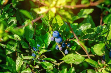 Olgun koyu mavi böğürtlen (Sleedoorn) ağaçta, güneş ışığıyla aydınlatılmış yeşil yapraklarla. Doğal arka plan. Seçici odak