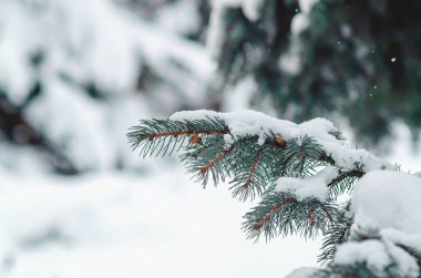 Karlı kozalaklı ağaçların dalları. Mavi ladin üzerine kar. Noel ağacı. Doğal kış geçmişi. Kış mevsimi, soğuk zamanlar. Karlı kozalaklı ekran koruyucu.