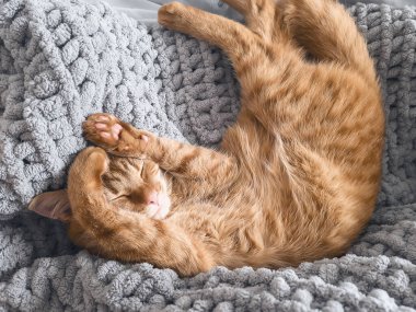 Tatlı turuncu kedi yumuşak dokulu battaniyenin üzerinde derin uykuda. Sağlıklı uyku rutini, rahatlama, uykusuzluk, rahat yaşam tarzı ve sakin ev ortamı kavramı.