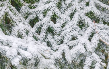Taze karla kaplı uzun iğneli çam ağacının dallarına yakın çekim. Uzayı metin için kopyala. Noel tebrik kartı, yeni yıl afişi veya kış reklam tasarımı için uygun mevsimlik açık hava sahnesi.