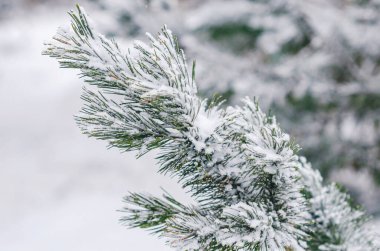 Taze karla kaplı uzun iğneli çam ağacının dallarına yakın çekim. Uzayı metin için kopyala. Noel tebrik kartı, yeni yıl afişi veya kış reklam tasarımı için uygun mevsimlik açık hava sahnesi.