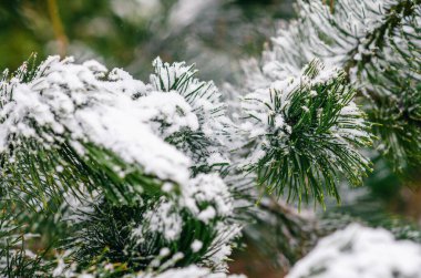 Taze karla kaplı uzun iğneli çam ağacının dallarına yakın çekim. Uzayı metin için kopyala. Noel tebrik kartı, yeni yıl afişi veya kış reklam tasarımı için uygun mevsimlik açık hava sahnesi.