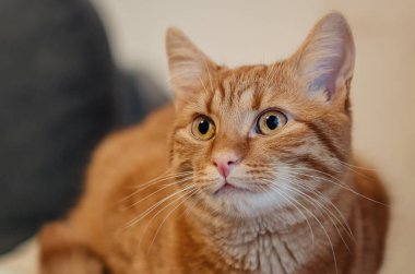 Kızıl evcil kedinin sıcak ve yumuşak gözleriyle yakın plan portresi. Huzurlu ve huzurlu bir atmosferi var. Konfor, arkadaşlık ve rahat bir ev hayatı anlayışı..