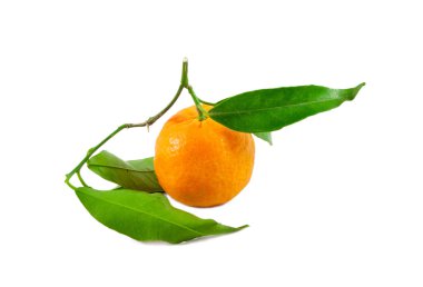 Mandalina studio fotoğraf