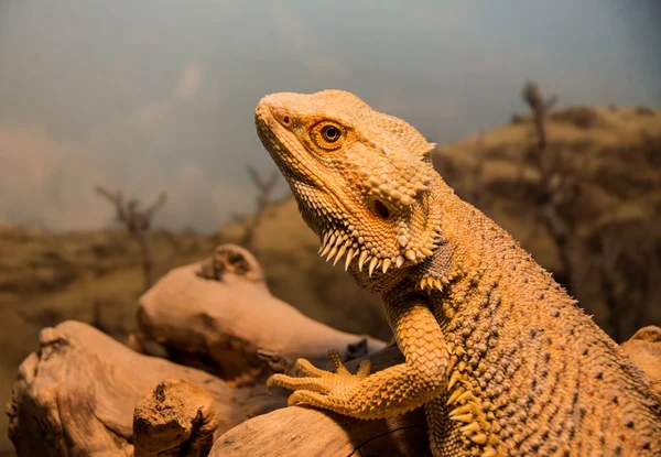 Bearded dragon — Stock Photo, Image