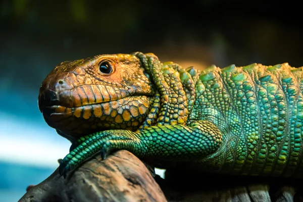 Caiman lizard — Stock Photo, Image