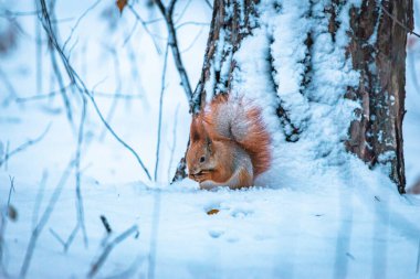 Karlı kış ormanında ilginç bir kırmızı sincap. Kış ormanında kar kaplı bir kütüğün üzerinde duran tüylü kuyruklu güzel kırmızı sincap. Yumuşak doğal ışık ve sığ alan derinliği ile yakın çekim vahşi yaşam.