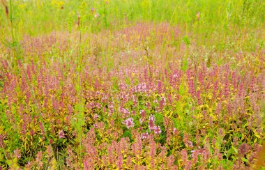 Thymus serpyllum, Breckland kekik, kekik veya yaz çayır üzerinde sürünen kekik olarak bilinen. Kekik çay bir thymol, bir uçucu yağ kekik içinde vardır, güçlü bir antioksidan.