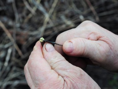 Kayısı ağacı dalları aşılama Bahçe kapatın. Meyve ağaçları adım adım aşılama.