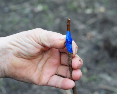 Meyve ağaçları aşılama 