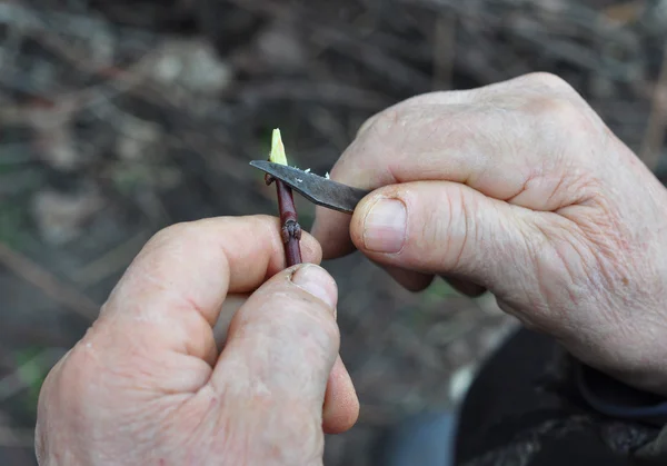 Grafting apricot tree branches. Grafting fruit trees step by step — Stock Photo, Image