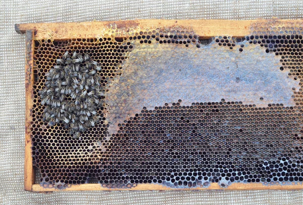 Tod und Aussterben der Bienen — Stockfoto