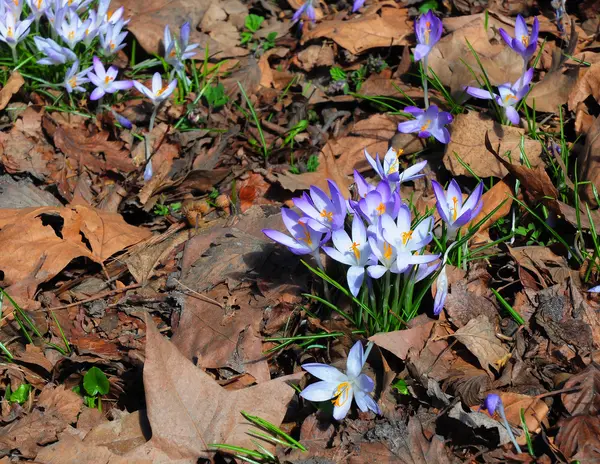 Wild wiosennych kwiatów. Krokus kwiaty — Zdjęcie stockowe