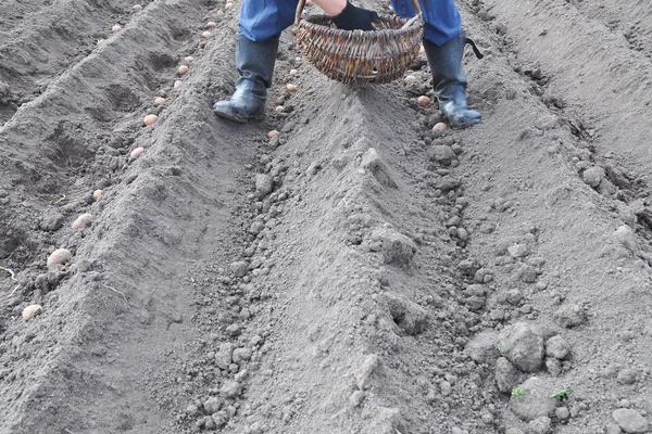 Agricultor plantando batatas no chão . — Fotografia de Stock