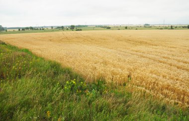 Ukrayna'da bir buğday alanının yakın çekim