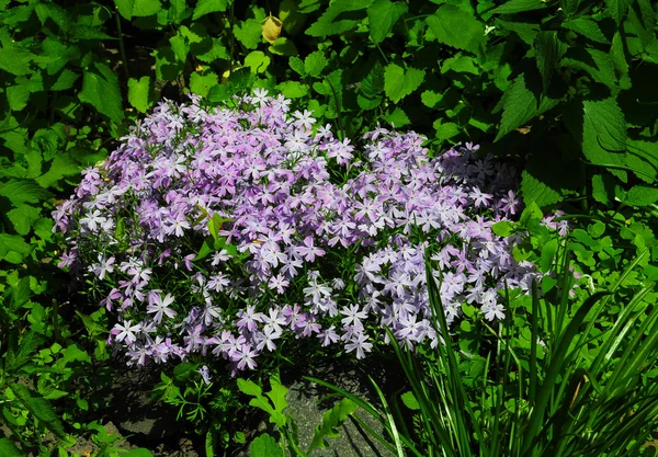 Phlox subulata é uma espécie de angiospérmica da família Polemoniaceae, nativa do leste e centro dos EUA, e amplamente cultivada . — Fotografia de Stock