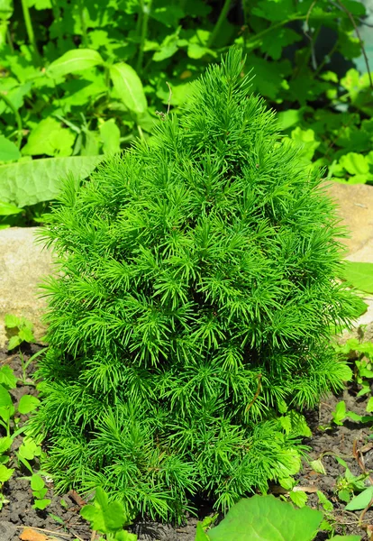 Small Picea glauca 'Conica'. Pine family Pinaceae Picea Glauca Moench Voss 'Sander' s Blue '' Conica 'White Spruce Tree, Young Sapling . — стоковое фото