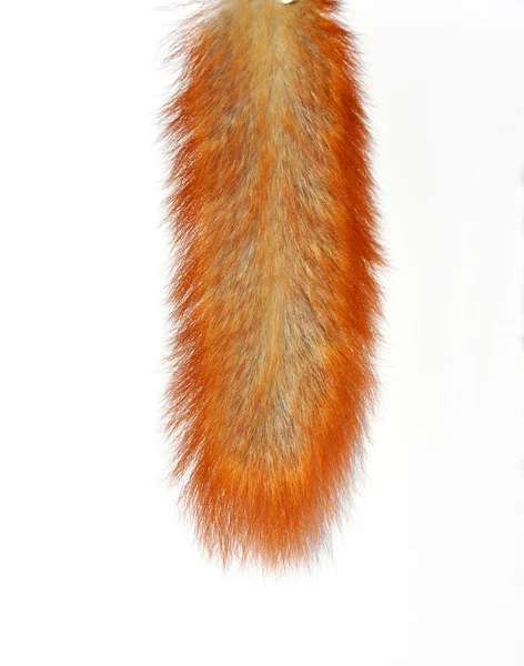 Eichhörnchen tai lisoteted auf weiß — Stockfoto