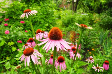 Echinacea purpurea ve mor coneflowers Çiçeklik. Bahçe Peyzaj ve tasarım fikirleri. 