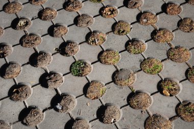 Düzenli sulama olmadan kötü çim döşeme. Çim kaldırım.