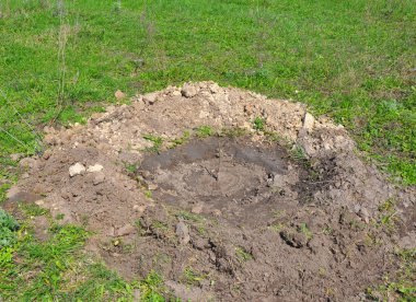 Nasıl bir ceviz ağaç dikmek. Eğitmen, adım adım