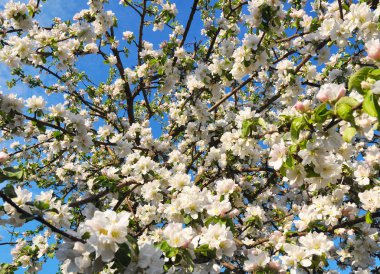 Bahar Çiçeği Arkaplanı
