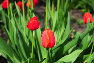 Bahçedeki kırmızı laleler