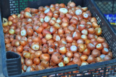 Daha önce daha iyi bir büyüme için dikim kesim soğan. 