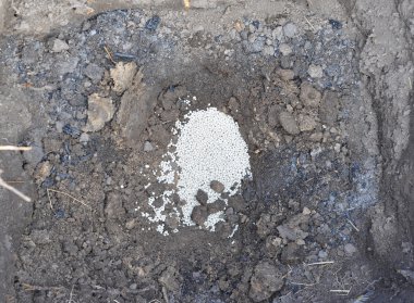 Ağaç dikimi için gübre. Ağaç delik dikim için kimyasal gübre. Ağaç gübreleme. 