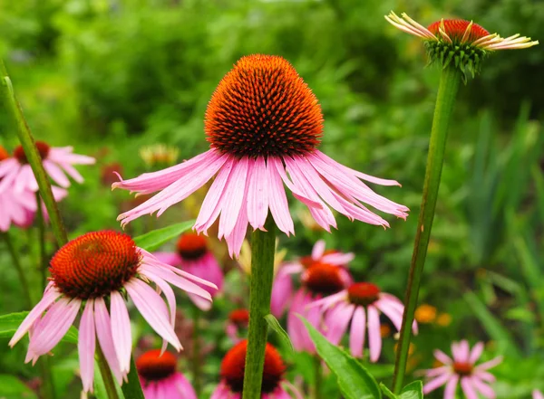 Close-up em Echinacea purpurea, leito de flores coneflower roxo . — Fotografia de Stock