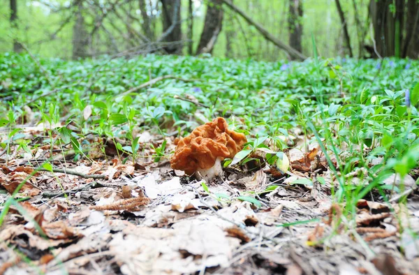 Gyromitra gigas mushroom, commonly known as the snow morel, snow false morel, calf brain, or bull nose, is a fungus and a member of the Ascomycota.