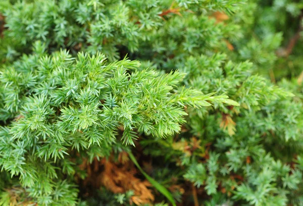 Zamknąć na liście z Juniperus Communis - jałowiec pospolity dla projektowania krajobrazu. Jałowce są rośliny iglaste w rodzaju Juniperus rodziny cyprys Cupressaceae — Zdjęcie stockowe