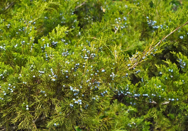 Juniperus excelsa nebo řecké jalovec. Modré bobule se používají jako koření a v medicíně — Stock fotografie