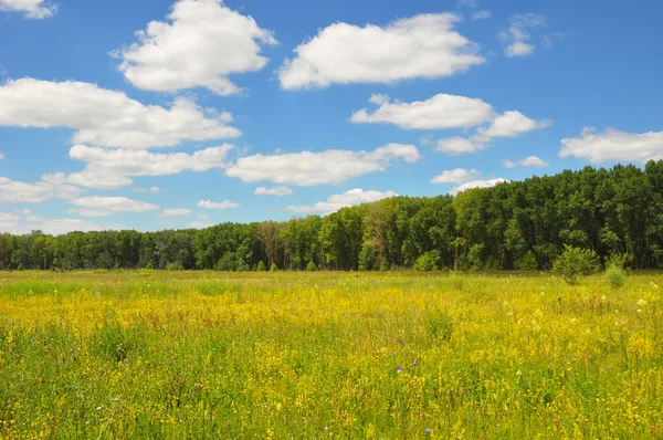 Weide Landschap Mooie Bloem Weiland Met Weide Schorseneren Cloudscape — Stockfoto