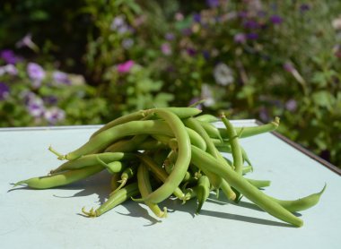 Yeşil fasulye güveç, olarak da bilinen çalı fasulyesi veya ek fasulye. Taze yeşil fasulye tarifleri. 