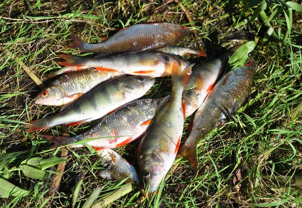 Kakerlaken Süßwasserfische Gerade Aus Dem Wasser Geholt — Stockfoto