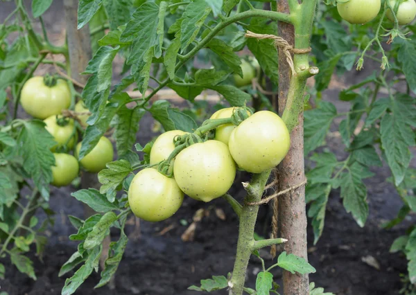 Zweig Unreifer Bio Tomaten Tomaten Gemüsegarten Freien Anbauen Tomaten Die — Stockfoto