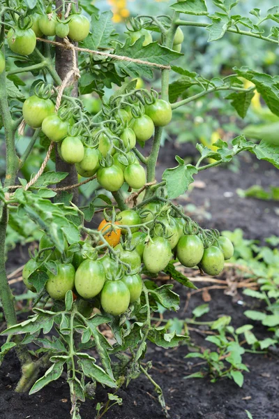 Cultivo de tomates orgânicos. Ramo de tomates cereja não maduros. Tomates que crescem nos ramos - cultivados no jardim — Fotografia de Stock