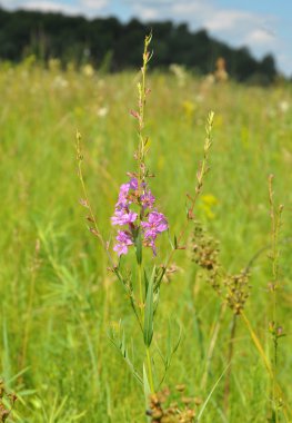 Chamerion angustifolium, fireweed, büyük willowherb, rosebay willowherb, bilinen bir çok yıllık otsu çay bitkisidir. Bitkisel çay.