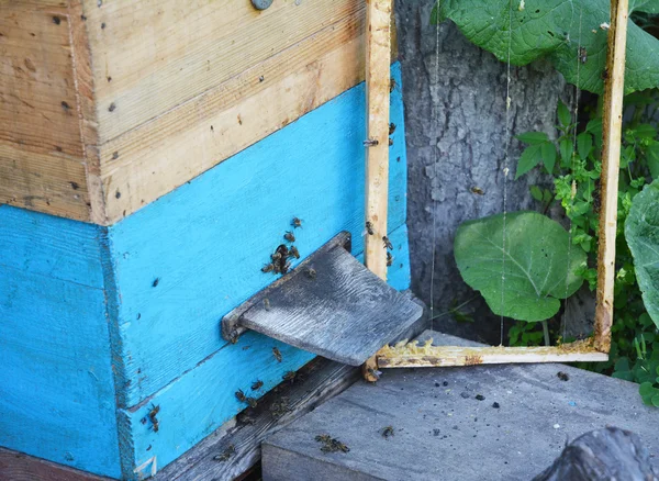 Bijenteelt. Zwerm bijen komen en gaan rond blauw bijenkorven in een bee-farm. — Stockfoto