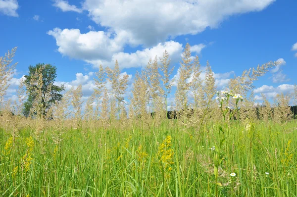 Een achtergrond met een kleurrijke heldere weide gras met blauwe lucht en de wolken achtergrond. Een weide is samengesteld uit grassen en wilde bloemen. Voordelen van de weide. — Stockfoto