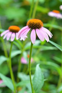 İki Coneflowers bahçede. Echinacea purpurea ve mor coneflowers çiçek kopya alanı ile yatak. Ekinezya faydaları ve kullanım.