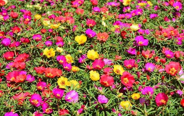 Buntes Beet aus Bärenklau oder Portulaca, auch Moosrosen genannt. natürliche Blumen Hintergrund. — Stockfoto