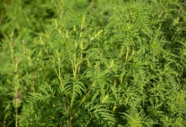 Ambrosia artemisiifolia neden olan alerji. Ayrıca yıllık ragweed, bitterweed, blackweed, havuç ot, saman nezlesi ot, stammerwort, stickweed, püskül ot ve Amerikan pelin çağrıldı. 