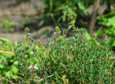 Taze kekik bitki büyümeye açık. Taze organik lezzet kekik bitkiler. Doğa sağlıklı lezzet kekik, yemek. Yemek için malzemeler