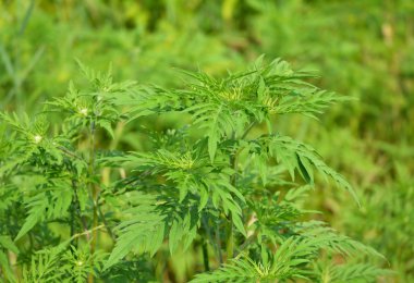 Anti neden Amerikan ortak ragweed (Ambrosia artemisiifolia).